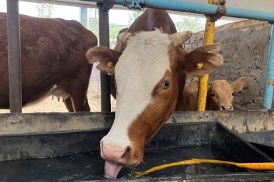 为什么母牛会喝小牛的尿，可能是因为它们口渴