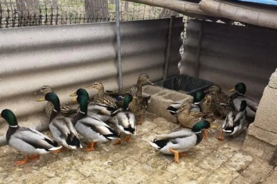 养殖绿头鸭的前景，现今市场需求大前景广阔
