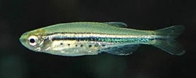 喷点斑马鱼好不好养，饲养难度较小