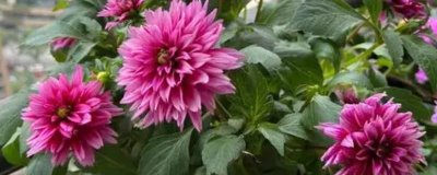 有哪些品质好的小菊系菊花种子,包括小丽花、姬小菊、金鸡菊等品种