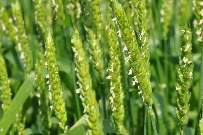 小麦授粉期能不能浇水,授粉期不可浇水