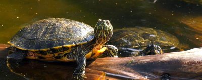 乌龟冬眠的注意事项，需1个月左右换一次水