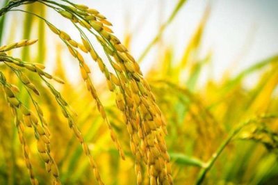 嘉优9370水稻种简介,全生育期150.4天