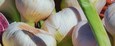 利用大蒜自制农药的方法,有以下4种