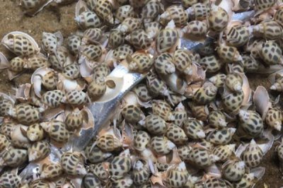 花螺的养殖方法,适宜的水温是23-30℃