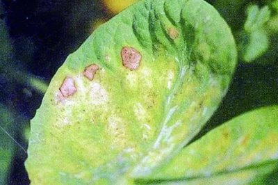 豌豆褐斑病,在温暖、多雨或潮湿条件下发病重