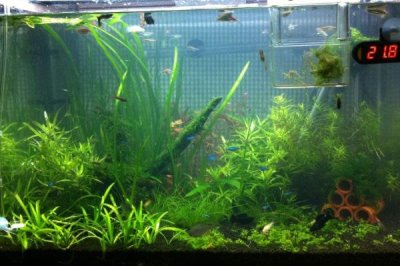 鱼缸50升水放多少盐,用盐不能超过150克