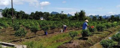 果树施肥技巧，应根据树龄施肥