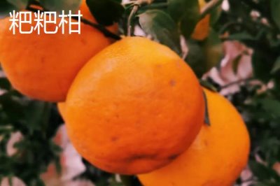 粑粑柑套袋前打什么药,要喷一次全面的杀虫、杀菌混合剂