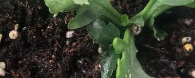 长寿花夏天可以扦插吗，长寿花在夏天可以扦插