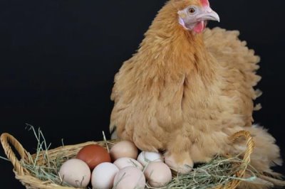 母鸡要公鸡受精才能下蛋吗,无需公鸡受精也能下蛋