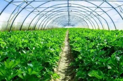 温室大棚蔬菜灭虫方法，在阴雨天和湿度大时不可喷药