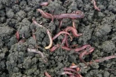 蚯蚓的养殖方法,适宜的养殖温度在15-20℃左右