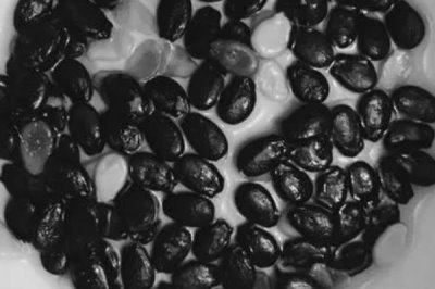 哪个品种的西瓜种子好,可根据当地气候条件选种