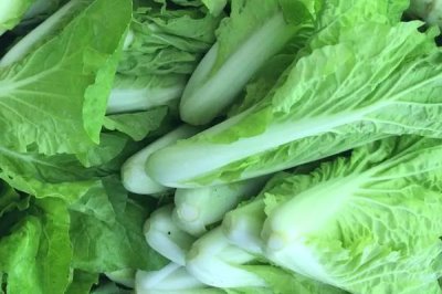 水白菜的分布,在我国珠江三角洲一带野生较多