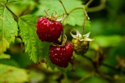 哪些作物的种植前景比较好,当前可以考虑蓝宝石葡萄、白草莓、秋葵等果蔬