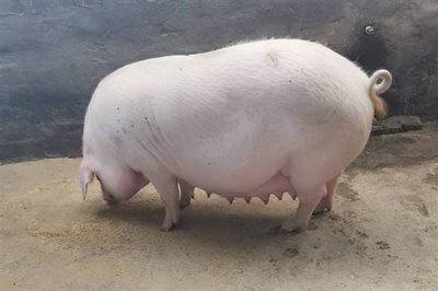 怀孕母猪发烧要用哪种药，可用柴胡和头孢噻呋钠