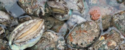 什么品种的鲍鱼苗好，常见这6种