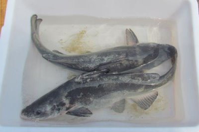 长吻鮠的价格,人工养殖的一般在12-20元一斤