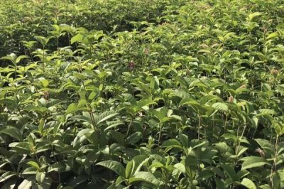 四季桂怎么种植,盆土要保持湿润、每天要提供足够的光照