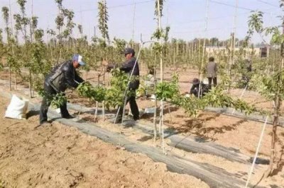 果树涂杆肥有效果吗,能起到增强树体营养、促进花芽分化等效果