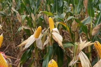 适合山东的高产玉米种，可选郑单958、浚单20、先玉335等