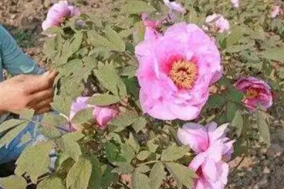 秋天芍药花要不要施肥，秋天芍药花需要施肥