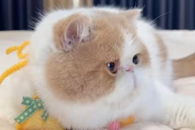 猫打喷嚏怎么办，根据病因对症治疗