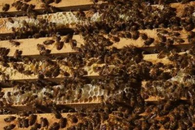 蜜蜂何时会快速繁殖,春季蜜源较丰富时繁殖速度较快