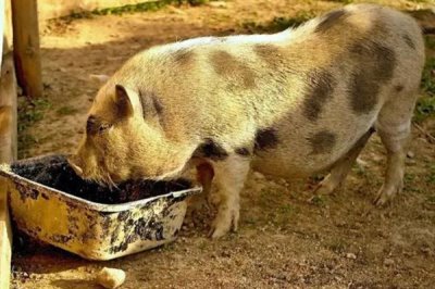 母猪一天喂几斤料，配种的当天饲喂量为1.6-1.8kg/天