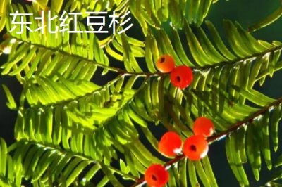 红豆杉的品种,包括东北红豆杉、云南红豆杉、西藏红豆杉等种类