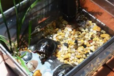 乌龟怎么喂养，要遵循以下四个原则