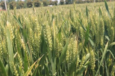 驻麦762小麦种子简介,高抗叶锈病