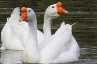 蛇害怕什么动物，蛇害怕猫、刺猬和鹅