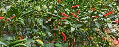 小米辣栽培技术,定植在土壤温度为15℃以上的时候进行