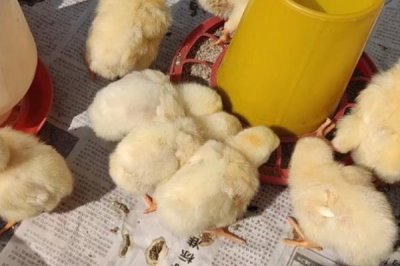 小鸡养多久能长大,不同品种的生长周期不同