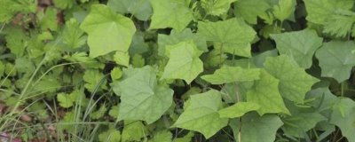 用什么土壤种植北豆根,使用疏松透气、排水良好的土壤更合适