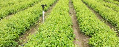 五味子育苗管理技术,可春播或秋播