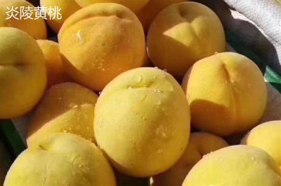 砀山黄桃的价格，批发价一斤需要1-2元左右