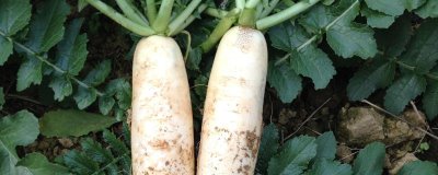 白萝卜施什么肥料,可以施用氮磷钾肥