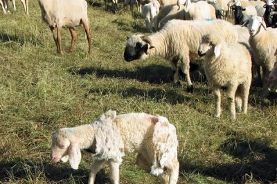 羊胃积食如何治疗,可以给病羊进行1-3天的禁食