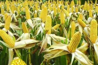 玉米的亩产量,会受到品种、种植地区等条件的影响