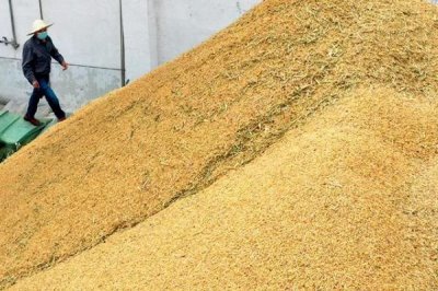 稻谷和玉米的储存年限，长江以南、以北储存期不一致