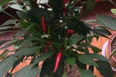 朝天椒盆栽种植技术,春季盆栽适宜播种期为3月中下旬