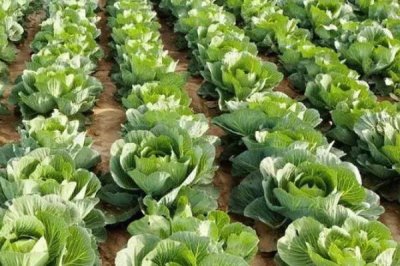 甘蓝的种植方法,夏播甘蓝可选在7月下旬左右
