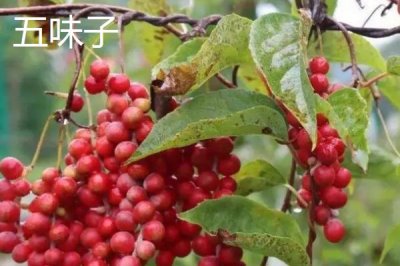五倍子是五味子吗,是不同的两种植物