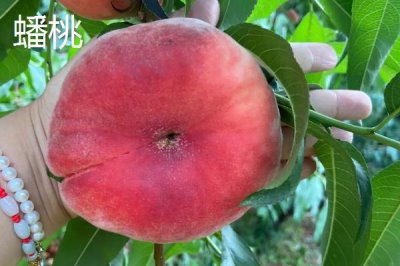 蟠桃和油蟠桃的区别,油蟠桃果皮光滑容易清洗