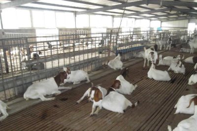 农村养羊棚怎样建,建在地势平坦、背风向阳、排灌方便的地方