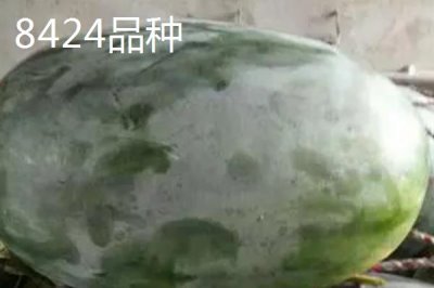 西瓜有哪些常见品种,包括麒麟瓜、黑美人瓜、无籽西瓜等种类