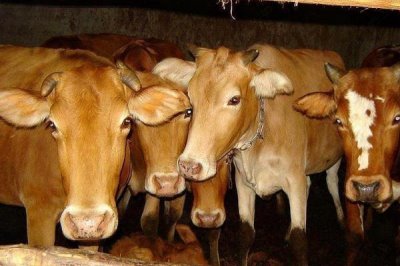 牛的繁殖方法,可进行人工或自然配种